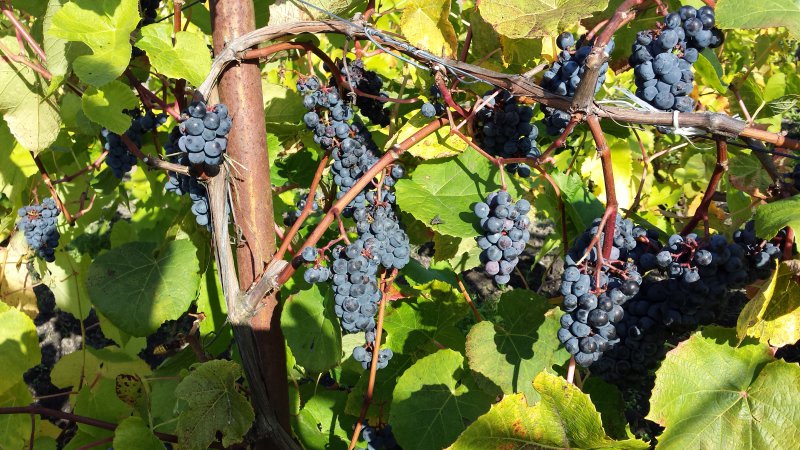 20141005_115439.jpg