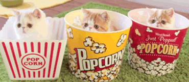 kittenscat-gifkitten-gifpopcorn-gif.gif