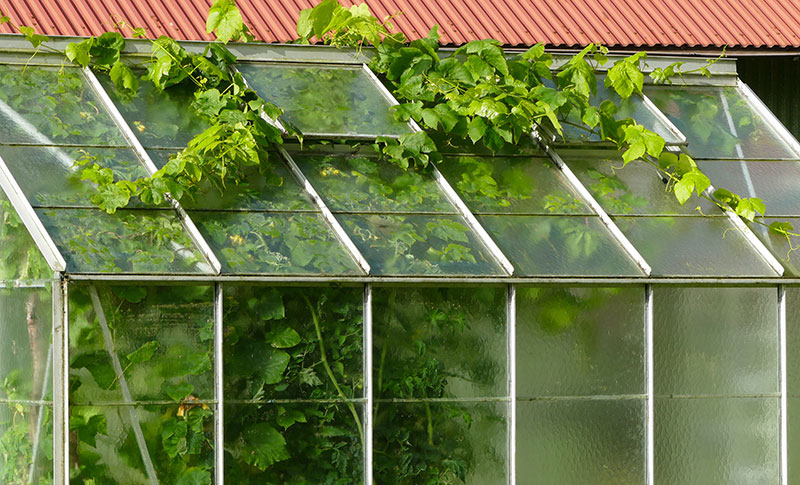 overvuxet-vaxthus-vinplanta.jpg