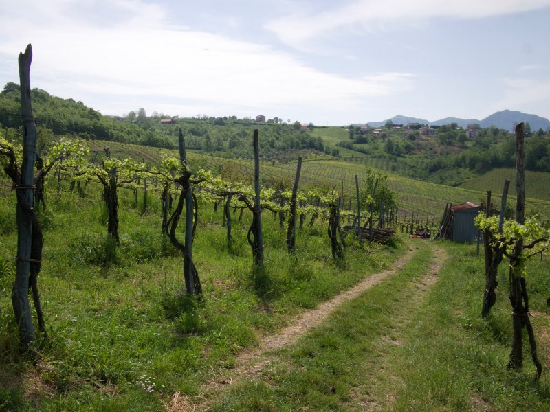 P4298297 (1).jpg