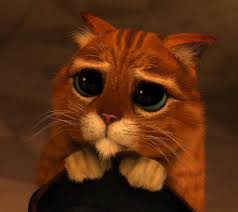 sad cat.jpg
