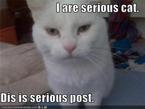 Serious cat.jpg