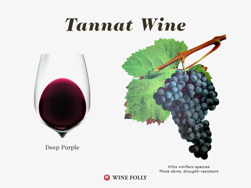 Tannat-wine-color-grapes-illustration-winefolly.jpg