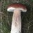 Boletus